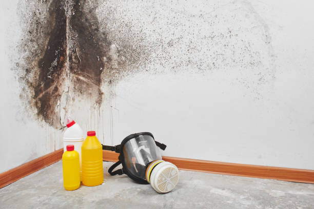 Best Attic Mold Removal  in Berryville, TX