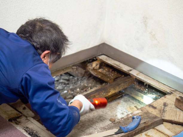 Best Same-Day Mold Removal  in Berryville, TX