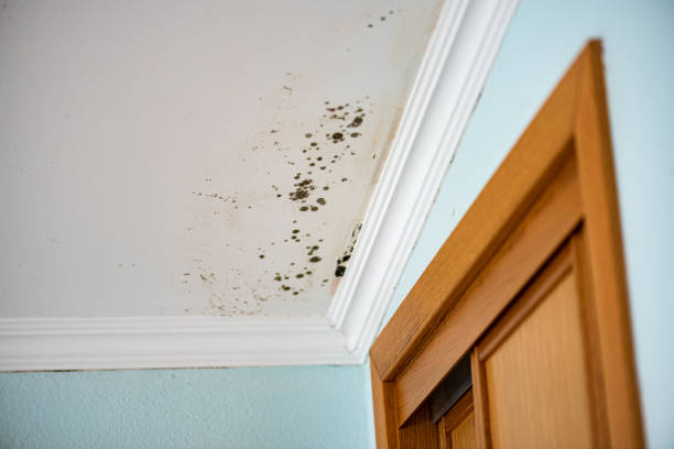 Best Emergency Mold Removal  in Berryville, TX
