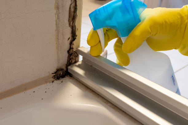 Best Affordable Mold Removal  in Berryville, TX