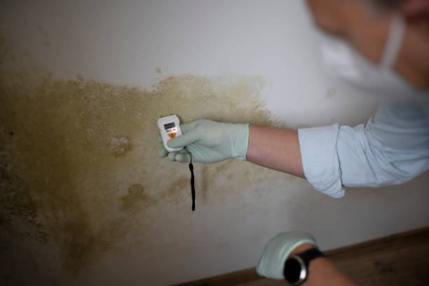 Professional Mold Removal in Berryville, TX
