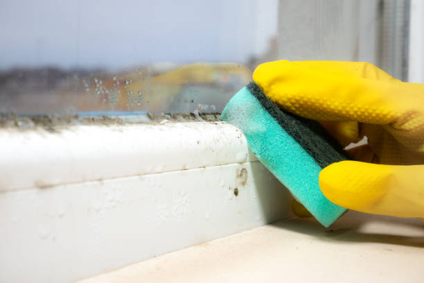Best Local Mold Removal Service  in Berryville, TX