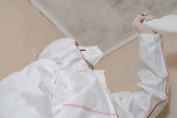 Best Local Mold Removal Service  in Berryville, TX
