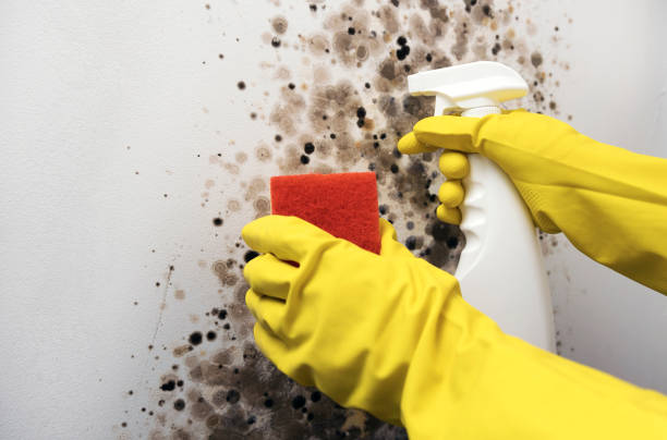 Best Mold Cleaning Services  in Berryville, TX