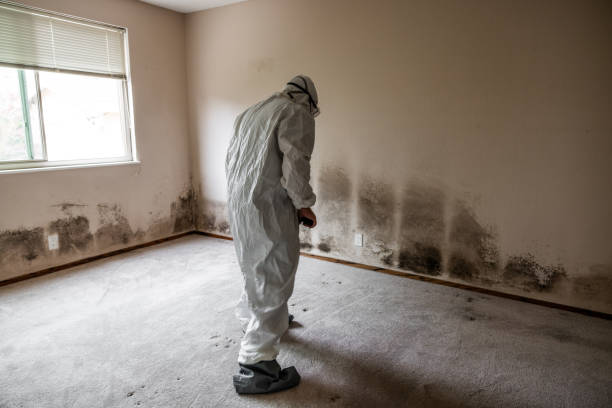 Best Professional Mold Removal  in Berryville, TX