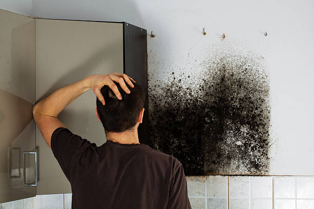 Best Commercial Mold Removal  in Berryville, TX