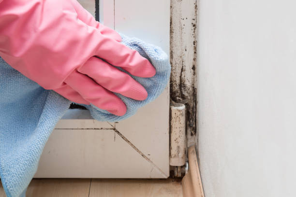 Best Crawl Space Mold Removal  in Berryville, TX