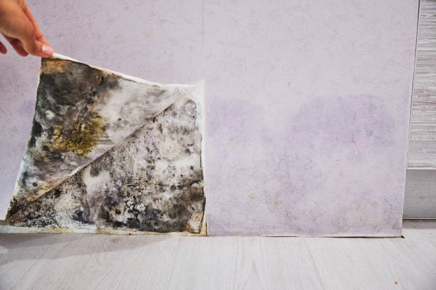 Best Mold Testing and Removal  in Berryville, TX